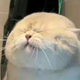 yuanSen头像