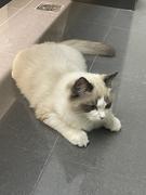 园里大榕树的个人资料头像