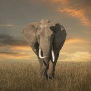 bjj的个人资料头像