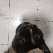 孤独未成风的个人资料头像