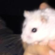 用户6606035000303的个人资料头像