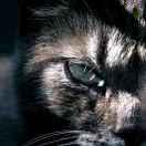 穿山甲说的个人资料头像