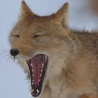 我想吃馄饨辣辣滴头像