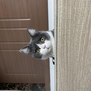 核桃是一坨猫的个人资料头像