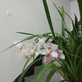 慢城农夫头像