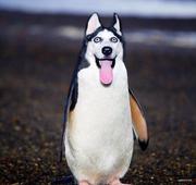 Picco的个人资料头像