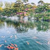 小狮子303头像