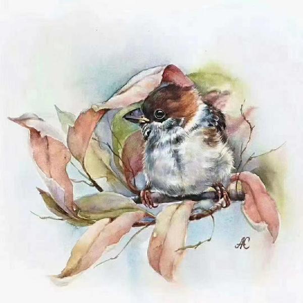 雨林里聆听的聆听者头像