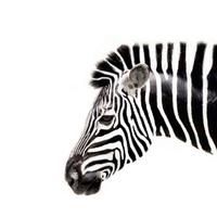 森林里的先生头像