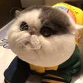小小寒江头像