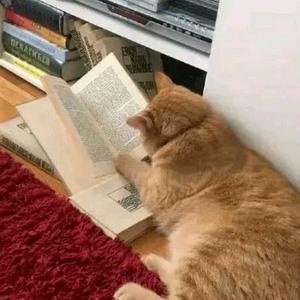 爱学习的胖猫头像