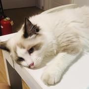 _Genie的个人资料头像