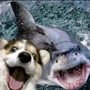 好运连连的白猫的个人资料头像