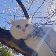 Ladder的个人资料头像