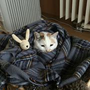 daisies的个人资料头像