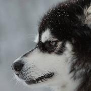 旺旺892的个人资料头像