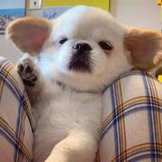 MMMMAGIE的个人资料头像