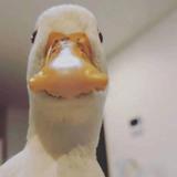 用户8038252729286头像