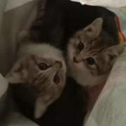 Miaolie困的个人资料头像