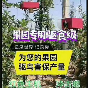 果园鸟害防治老王头像