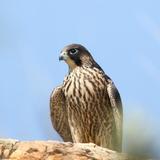 Falco头像