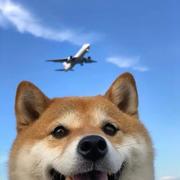 duck_不必的个人资料头像