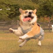 微信机器人开发API接口的个人资料头像