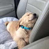 50万买飞度串着开头像