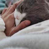 吃不胖的小猪啊头像