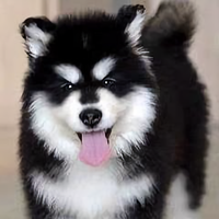 自强不息船帆8N5头像