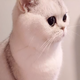 Abeid头像