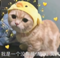林笑生QAQ头像