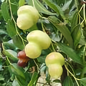 风雨农资莫轩痕头像