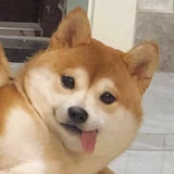 你是不是猪呀头像