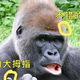 小小可爱iq头像