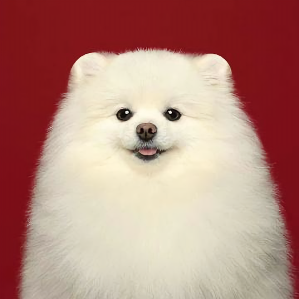 喵星人不养猫头像