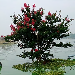 开心802984头像
