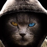 用户8311720342404头像