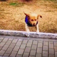 走丢的流浪狗头像