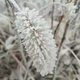 圆鼓露203头像