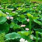 心如似水323头像