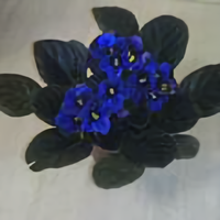 醉酒老鱼翁头像