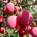 縱綪灬燃燒头像