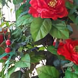 用户280496652诚头像