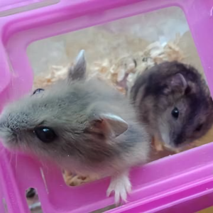 仓鼠本本头像