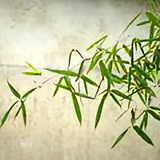 破墨画霓裳头像