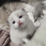 如鲸向海gk头像