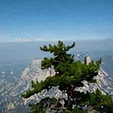 小草的力量40433206头像
