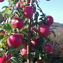 富硒苹果apple头像