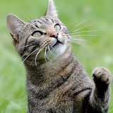 读历史的理工猫头像